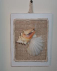 seashell pic